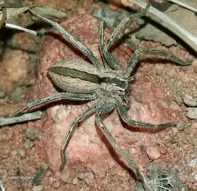 Pseudomicrommata longipes